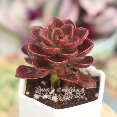 Live succulent plant | Echeveria 'Melaco'