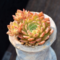 Live succulent plant | Echeveria Olivia