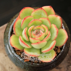 Live succulent plant | Echeveria 'Morning dew'