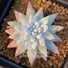 Live succulent plant | Dudleya greenei