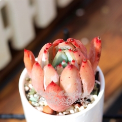 Live succulent plant | Echeveria colorata fa. brandtii