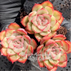 Live succulent plant | Echeveria Orion