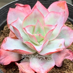 Live succulent plant | Echeveria Blue light