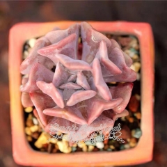 Live succulent plant | Echeveria 'Cubic Frost'