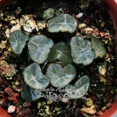 Live succulent plant | Haworthia maughanii 'INAZUMA'