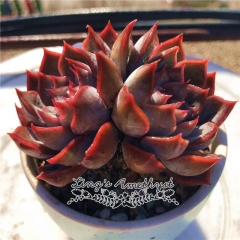 Live succulent plant | Echeveria 'Dark Ice'