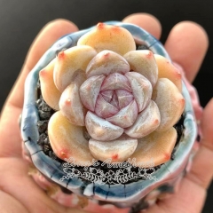 Live succulent plant | Echeveria 'snow bunny'