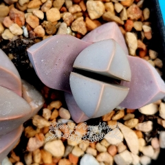 Live succulent plant | Lapidaria margaretae