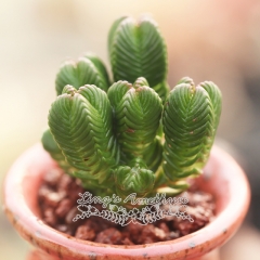 Live succulent plant | Crassula quadrangularis