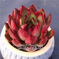 Live succulent plant | Echeveria agavoides 'Wild horse'