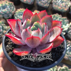 Live succulent plant | Echeveria hera