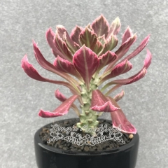 Live succulent plant | Monadenium 'Emerald Court' variegata