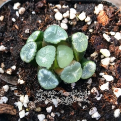 Live succulent plant | Haworthia maughanii 'AURORA'