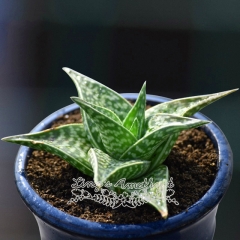 Live succulent plant | Aloaceae Batsc