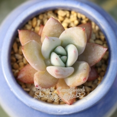 Live succulent plant | Echeveria colorata 'Mexican Giant'