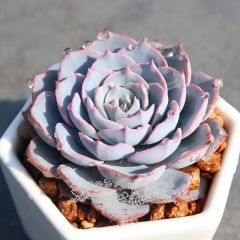 Live succulent plant | Echeveria peacockii