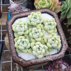 Live succulent plant | Echeveria elegans 'Albicans'