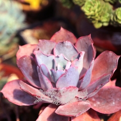 Live succulent plant | Echeveria Afterglow