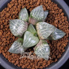 Live succulent plant | Haworthia 'Glass Compto'