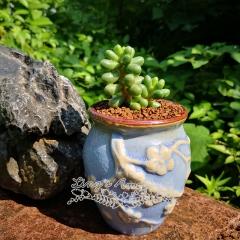 Live succulent plant | Sedum hernandezii