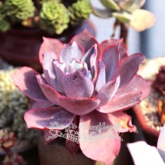 Live succulent plant | Echeveria Afterglow