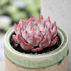 Live succulent plant | Echeveria Texensis Rosea