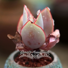 Live succulent plant | Echeveria 'rubromarginata'