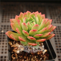 Live succulent plant | Sedeveria Markus