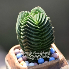 Live succulent plant | Crassula cv. Buddha'S Temple