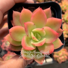 Live succulent plant | Echeveria Golden Glow