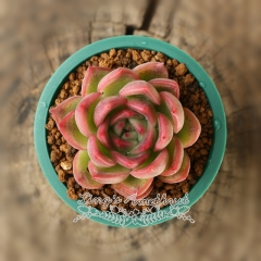 Live succulent plant | Echeveria agavoides 'Floriana'