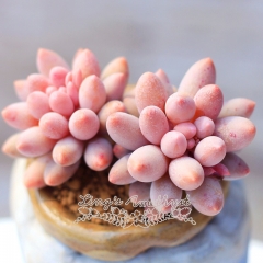 Live succulent plant | Pachyphytum 'Machucae'