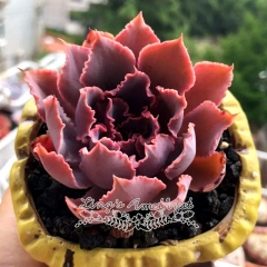 Live succulent plant | Echeveria 'Neon breaker'