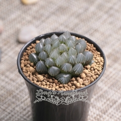 Live succulent plant | Haworthia cooperi 'HEIJI'