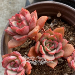 Live succulent plant | Echeveria cv Victor