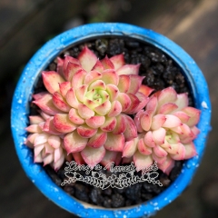 Live succulent plant | Echeveria 'Mebina'