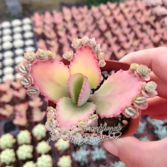 Live succulent plant | Bryophyllum pinnatum (L. f.) Oken