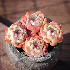 Live succulent plant | Echeveria cv 'Momotarou'