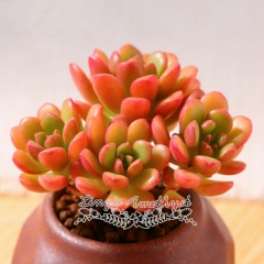 Live succulent plant | Sedum joyce tulloch