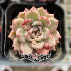 Live succulent plant | Echeveria agavoides 'Rajoya'