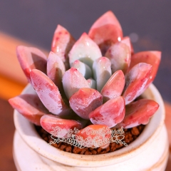 Live succulent plant | x Graptoveria 'Opalina'