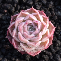 Live succulent plant | Echeveria elegans 'hyaliana'/'hyalina'