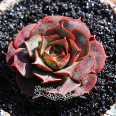 Live succulent plant | Echeveria longissima var.longissima