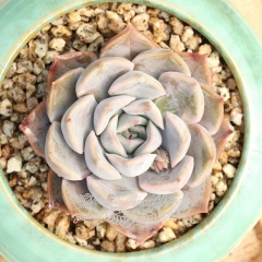 Live succulent plant | Echeveria Fiona