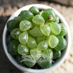 Live succulent plant | Haworthia hybrid 'Amber'