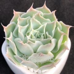 Live succulent plant | Echeveria simulans (Ascension)