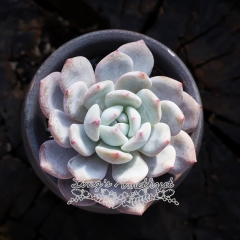 Live succulent plant | Echeveria cv Laulindsayana