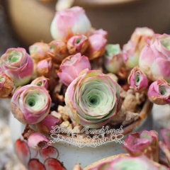 Live succulent plant | Greenovia - 'Xiao Yu'/ 'Little jade'