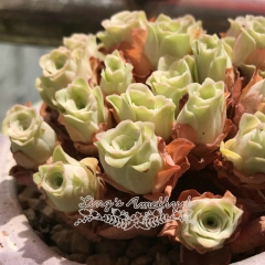 Live succulent plant | Greenovia - 'Xiao Sen'/ 'Little forest'