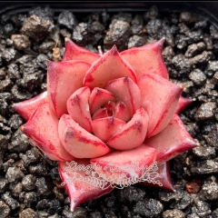 Live succulent plant | Echeveria Kusu